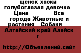 щенок хаски  голубоглазая девочка › Цена ­ 12 000 - Все города Животные и растения » Собаки   . Алтайский край,Алейск г.